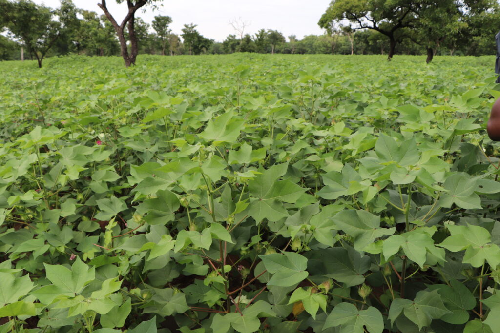 Organic cotton – symbol of the renewal of the sector in Burkina Faso – in gestation in the fields of Kourouma, west of Burkina, on August 20 2021. CREDIT: Arnaud Ouedraogo