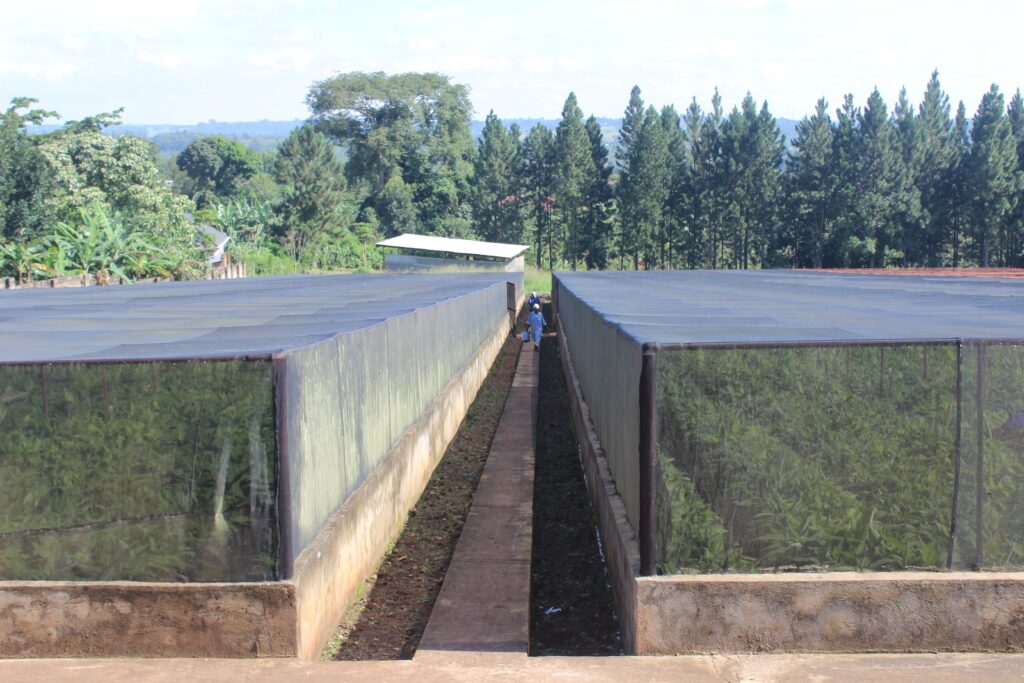 A facility at AGT Laboratories in Uganda where plant tissue culture takes place. CREDIT: David Rupiny