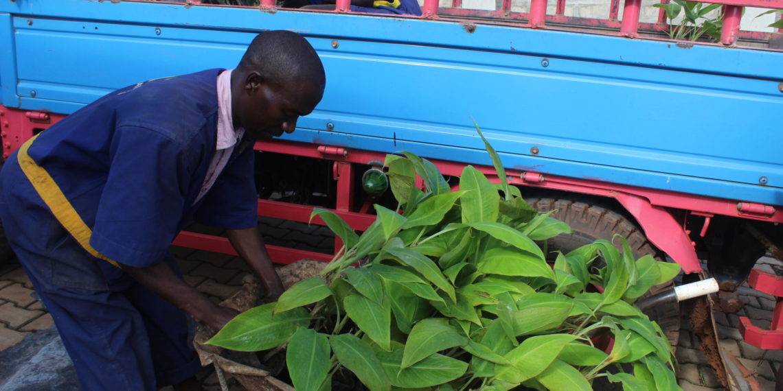 A worker at AGT Laboratories in Uganda tends to tissue cultured plants. CREDIT: David Rupiny Share on Facebook Share on Twitter