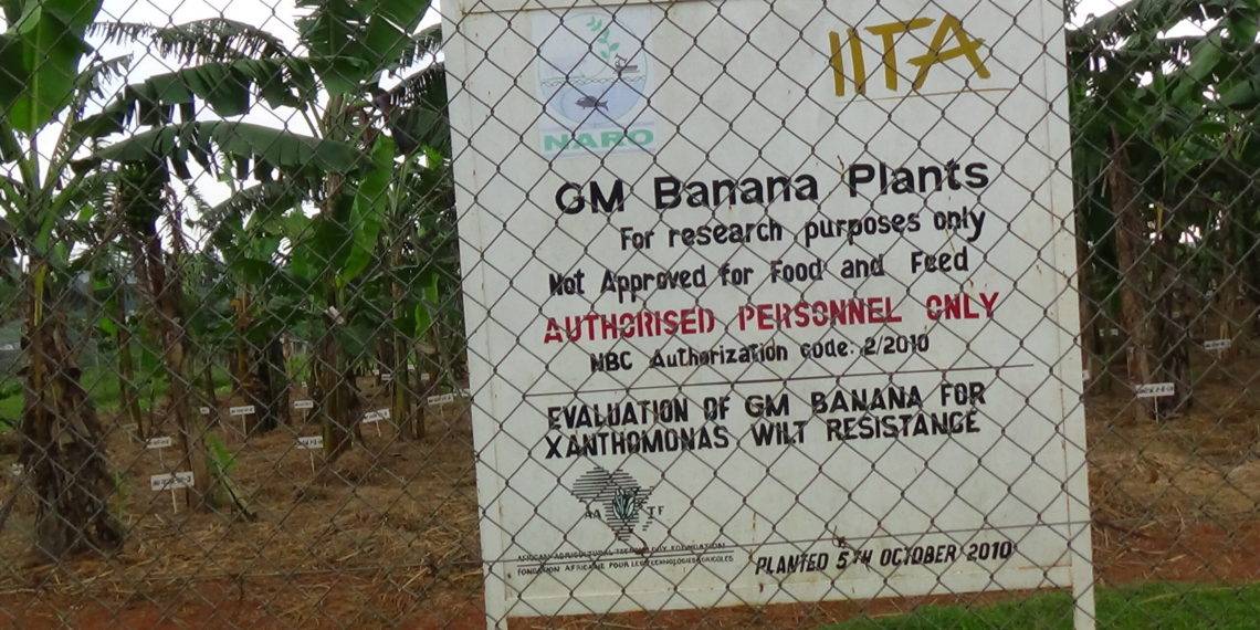A garden at Uganda’s National Agricultural Research Laboratories’ National Banana Research Programme containing genetically modified bananas. CREDIT: Henry Lutaaya