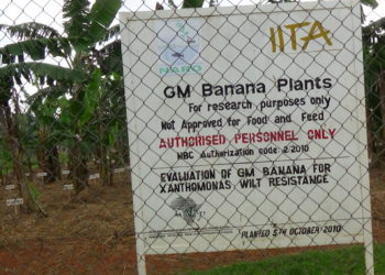 A garden at Uganda’s National Agricultural Research Laboratories’ National Banana Research Programme containing genetically modified bananas. CREDIT: Henry Lutaaya