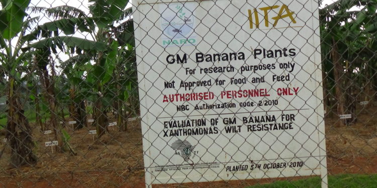 A garden at Uganda’s National Agricultural Research Laboratories’ National Banana Research Programme containing genetically modified bananas. CREDIT: Henry Lutaaya