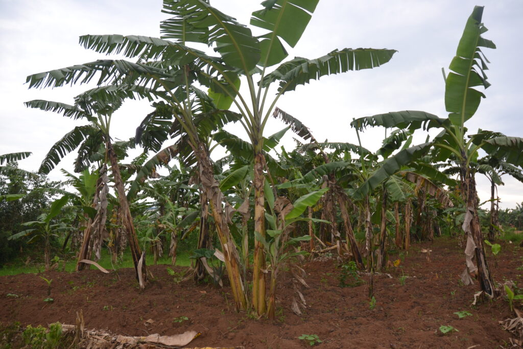 Organic banana plants in a garden in Kiwanga village in Uganda’s Mukono district. Uganda’s development of GM bananas could lead to reduced cultivation of organic bananas. CREDIT: Belinda Nabude