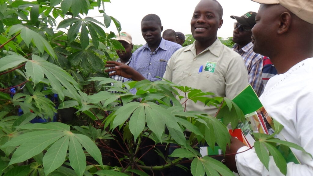 Dr Henry Wagaba, the leader of Uganda’s Cassava centre of excellence, where GM Cassava is being developed, guides visitors on a tour of their crop at their research facility in Namulonge on the outskirts of Kampala. CREDIT: Henry Lutaaya