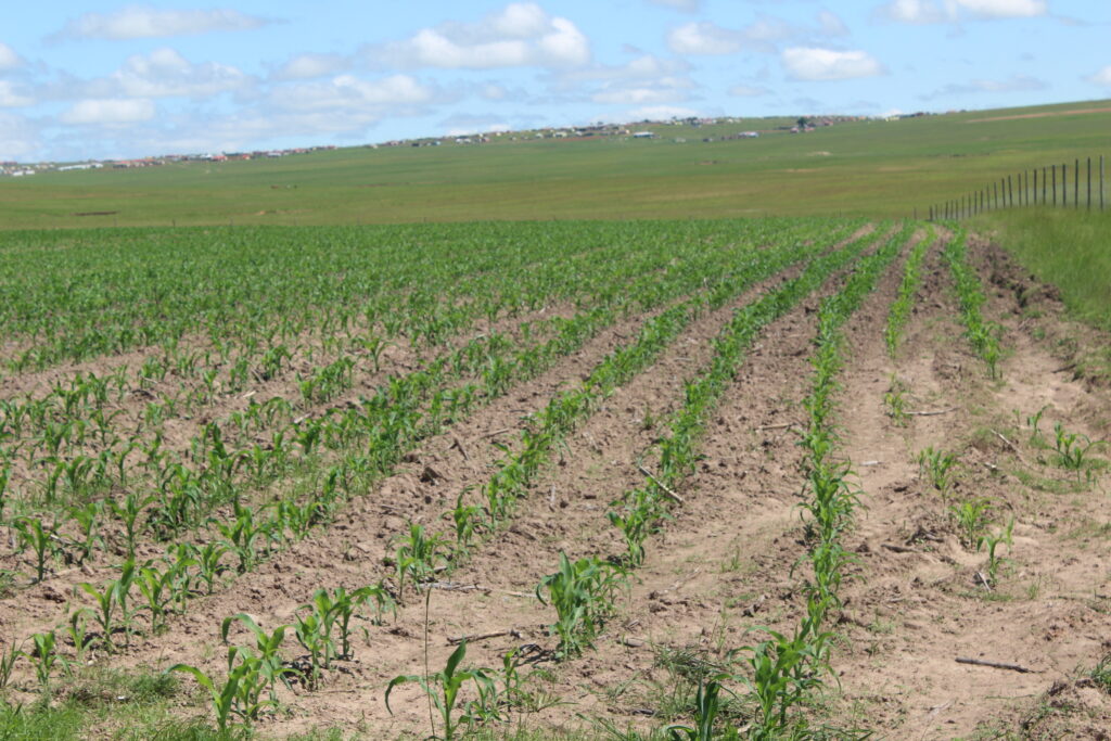 Three-week-old maize planted by Mxolisi Silimela, a small-scale farmer in South Africa. He has been using maize seedlings treated with herbicides and pesticides since 2014. CREDIT: Simphiwe Mashexa