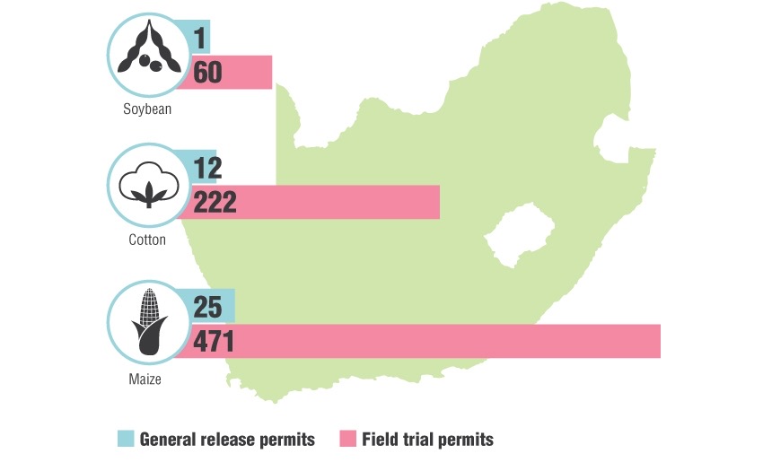 Maize, cotton and soya are currently the three commercial crops grown in South Africa that have been genetically modified, mainly for herbicide and insect tolerance. These are the number of permits issued between 1999 – 2018 for maize, cotton and soybean. CREDIT: Biosafety South Africa