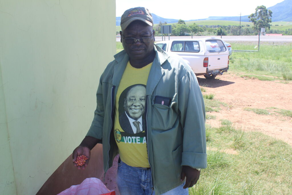 Small-scale maize farmer Mxolisi Silimela picks up a handful of the treated maize he uses for farming. CREDIT: Simphiwe Mashexa