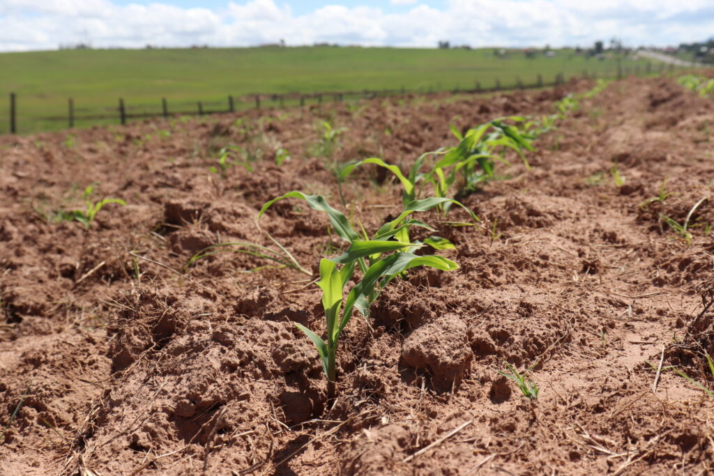 Three week old maize planted by Mxolisi Silimela on his 4ha of land – due for a second spray of herbicides in two weeks’ time. CREDIT: Simphiwe Mashexa