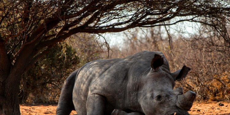 Picture: Pexels/Lee Ann Nicholls